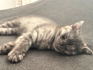 Pisica British Shorthair - imagine 5