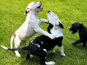 America Bully 