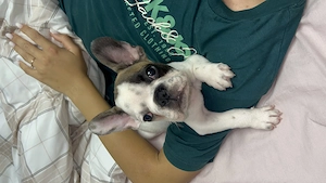 Bulldog francez Buldog