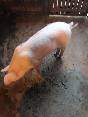 Purcică, aproximativ 40 kg - imagine 4