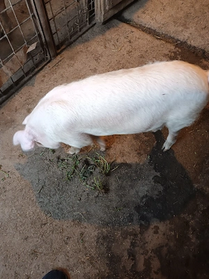 Purcică, aproximativ 35kg