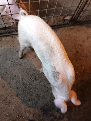 Purcică, aproximativ 40 kg - imagine 5