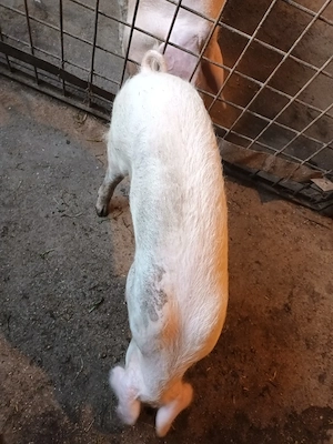 Purcică, aproximativ 40 kg - imagine 3