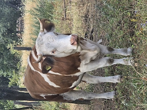 Vand manzata  cu vitel in burta