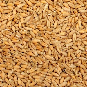 Triticale   grau furajer productie 2026