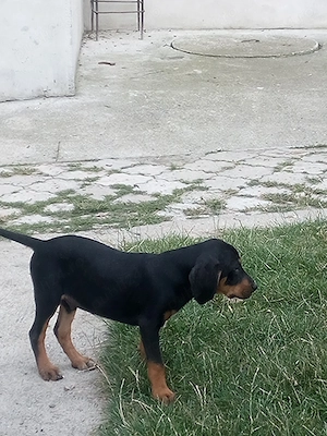 Copoi ardelenesc !