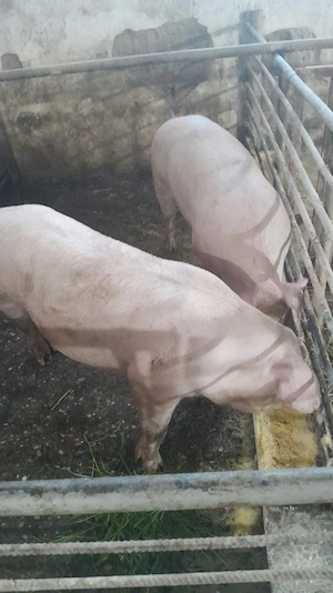 porci de casa nu ferma  - imagine 2