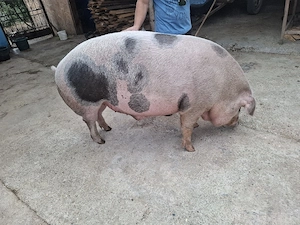porci de carne - imagine 2