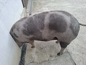 porci de carne