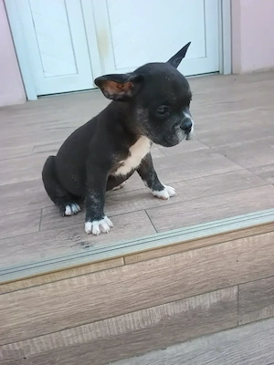 Puii de buldog francez de rasă pură.