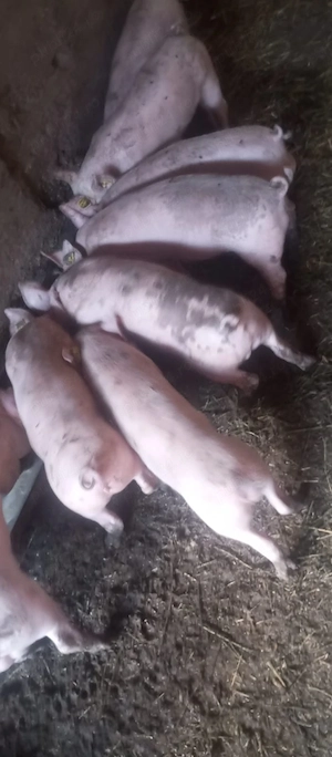 Purcei de 10 saptamani