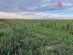 Teren intravilan de 2100 mp de vanzare in Remetea Mare - imagine 2