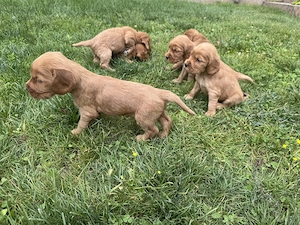 Pui Cocker Spaniel - imagine 3