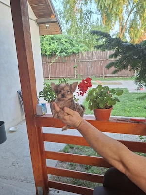 Yorkshire terrier 