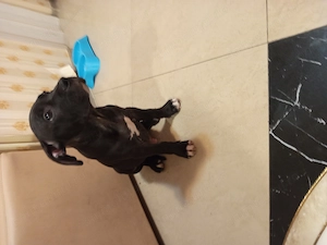 Amstaff  pui  rasa pura  - imagine 2