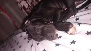 Amstaff  pui  rasa pura  - imagine 3