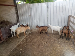 De vânzare sau schimb cu alte animale  - imagine 5