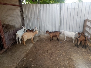 De vânzare sau schimb cu alte animale  - imagine 3