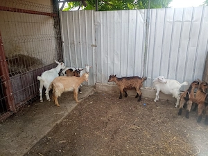 De vânzare sau schimb cu alte animale  - imagine 4