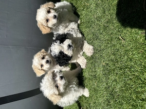 Cățeluși de vânzare Bichon maltez 