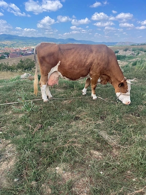 Vand Vaca Baltata Romaneasca cu vitel - imagine 2