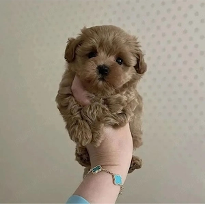 Maltipoo Caniche Poodle Mini Toy  - imagine 3