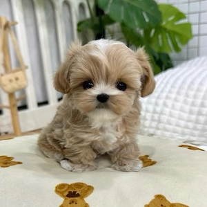 Maltipoo Caniche Poodle Mini Toy 