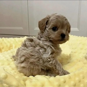 Maltipoo Caniche Poodle Mini Toy  - imagine 4
