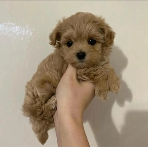 Maltipoo Caniche Poodle Mini Toy  - imagine 2