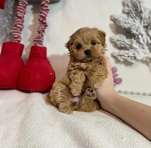 Maltipoo Caniche Poodle Mini Toy  - imagine 5
