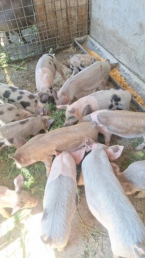 purcei de vânzare de 8 săptămâni  - imagine 4