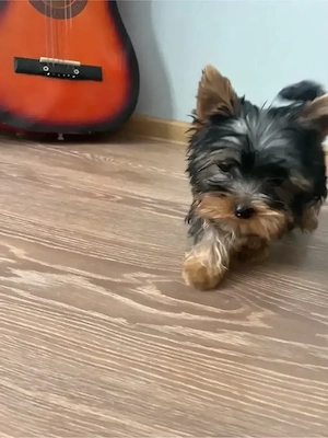 Yorkshire Terrier