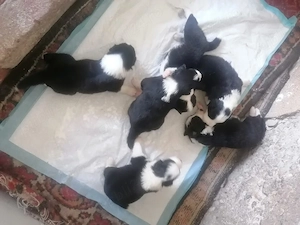 Puiuți Border Collie  - imagine 2