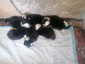 Puiuți Border Collie  - imagine 3