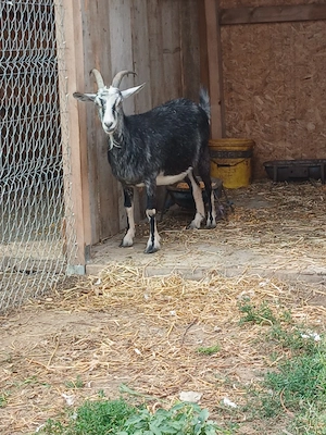 se vand urgent  2 capre ,pret 600lei - imagine 2