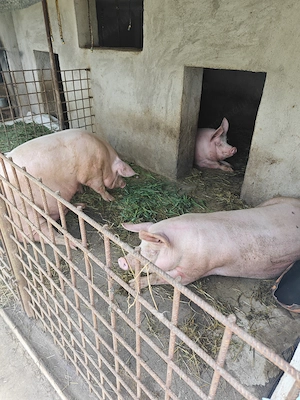 Porc de vânzare  - imagine 2