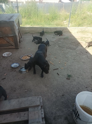 Căței Amstaff 8 saptamani - imagine 4