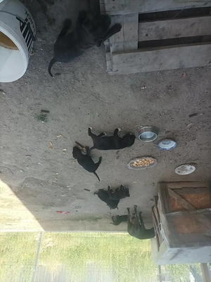 Căței Amstaff 8 saptamani