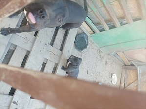 Căței Amstaff 8 saptamani - imagine 3