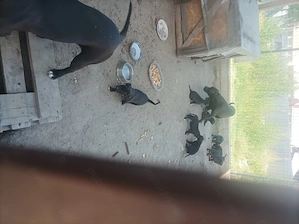 Căței Amstaff 8 saptamani - imagine 2