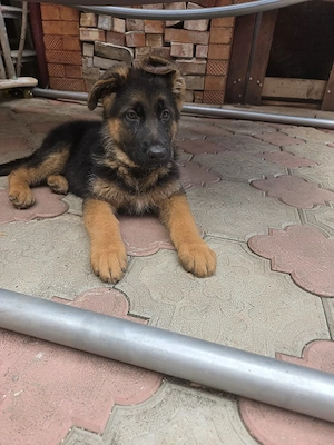 Ciobănesc german cu pedigree!