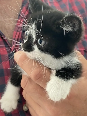 Dau spre adoptie pui de pisica - imagine 2