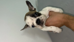 Bulldog francez mascul