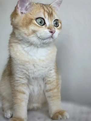 British Shorthair cu pedigree - imagine 4