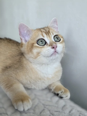 British Shorthair cu pedigree - imagine 3
