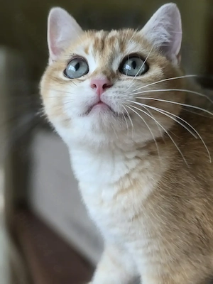 British Shorthair cu pedigree - imagine 2