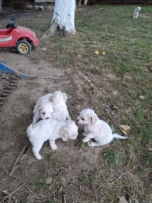 vand bichon - imagine 3
