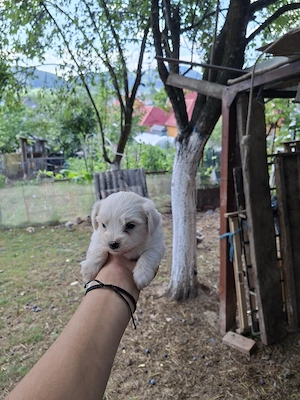 vand bichon