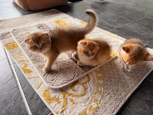 Pisici British Scottish shorthair - imagine 3