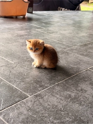 Pisici British Scottish shorthair - imagine 5